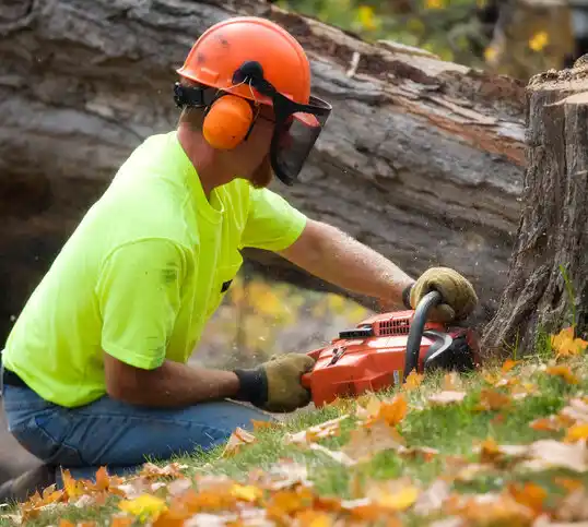 tree services Cool Valley